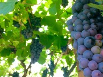 Проблем номер едно на производителите на грозде остава цената