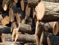 Незаконно придобитата дървесина може да се конфискува и от двора ви