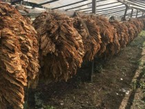 Започва изкупната кампания на тютюна от тазгодишната реколта