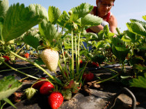 Фирмите във Великобритания изпитват трудности с наемането на работници на фона на задаващия се Брекзит