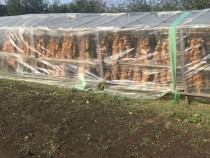 Над 65% от произведения през тази година тютюн от сорт Бърлей вече е изкупен