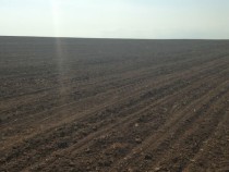 Редуциране на добива заради сушата прогнозират стопани