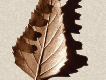 Владислав Христов състави учебник за хайку