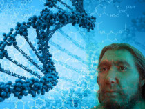 Геномът на неандерталеца разказва