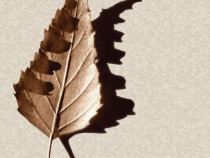 Хайку е лов на ценните моменти в живота