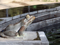Скулптор хранил цял месец с мухи моделите си за „Жабките“ в трилитров буркан