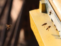 Започва прием на заявления за подпомагане по Националната програма по пчеларство