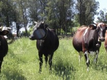 Земеделските стопанства ще се броят през 2020 година