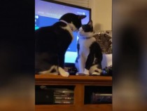 Ленивата битка между две котки покори интернет ВИДЕО