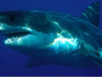 Кошмар! Бяла акула уби жена край американския щат Мейн