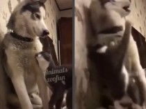 Реакцията на котка на опитите на куче да я прегърне разсмя мрежата ВИДЕО