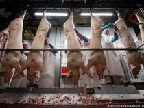 Германия с голяма секира за българите, искащи да работят в страната