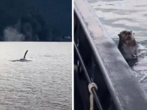 Уникално ВИДЕО: Видра скочи в лодката на мъж, спасявайки се от косатка