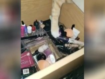 Коте реши да си присвои козметика и разсмя мрежата ВИДЕО