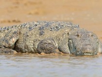 Сериен убиец нахранил крокодили с около 50 души