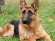 Стопаните на първото куче, умряло от К-19, разказаха за симптомите му