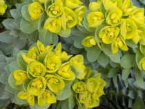 Красиви и опасни: Избягвайте тези растения, могат да ви убият