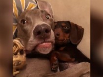 Забавно ВИДЕО: Куче се шокира от „момичето“, лежащо в обятията му