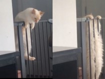 Опитът на котка да премине над ограда разсмя до сълзи мрежата ВИДЕО