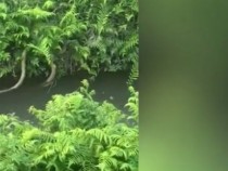 ВИДЕО запечата битката между огромни змии