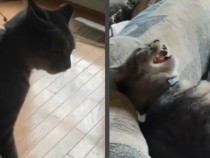 Уютен диван "погълна" негодуваща котка ВИДЕО