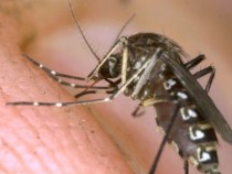 Лекар обясни кога ухапване от комар е изключително опасно