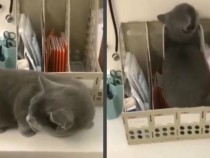 Котарак разсмя мрежата с начина, по който се крие от ветеринар ВИДЕО