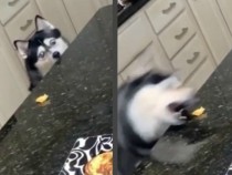 Вижте как куче открадна сиренце сякаш е акула ВИДЕО