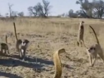 Битка между кобра и банда сурикати бе записана на ВИДЕО