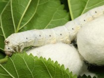 Японците разработват уникална ваксина срещу Covid-19