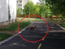 Ужас: Лисици нападнаха детска градина в София СНИМКИ