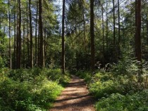 След години издирване откриха мъж, решил да живее под земята в гората