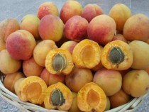 Диетоложка обясни защо кайсиите са опасни за здравето