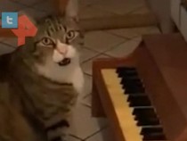 Сладко на макс: Дебело котенце усвои пияното, за да си иска храна ВИДЕО