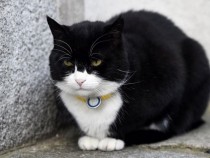 Най-известната котка във Великобритания подаде оставка ВИДЕО