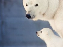 Белите мечки изчезват до края на века