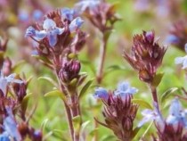 7 заболявания, при които чаят от мащерка ще помогне