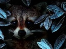 Нобелов лауреат срещнал говорещ енот и се разприказвали