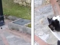 Котенце привлече вниманието на мъж, а той му помогна да… ВИДЕО