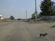 Трогателно: Куче спаси коте от сигурна смърт, като го преведе през пътя ВИДЕО