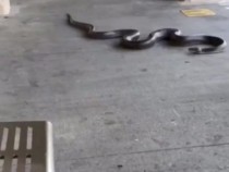 ВИДЕО запечата каква гигантска черна змия пълзи в метрото в Ню Йорк