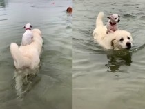 Лабрадор и чихуахуа възхитиха мрежата с приятелството си ВИДЕО