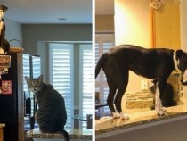 Питбул счита себе си за котарак и отказва да повярва, че е куче СНИМКИ