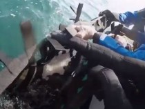 Голям екшън със заседнал двуметров делфин ВИДЕО