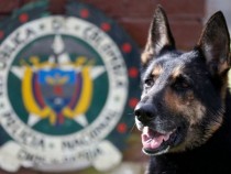 Полицейско куче направи голям удар на летище