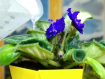 Съседка ми показа хитър трик как да поливам цветята, докато сме на морето