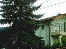 Защо никога не бива да имаме бор или елха около дома си