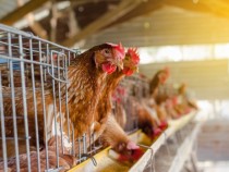 Жена се помисли за кокошка и започна да се държи като такава