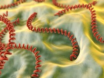 Страшната болест, с която може да се заразите в градината