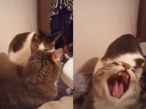 Реакцията на котка на внезапно захапване разсмя мрежата ВИДЕО